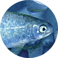 poisson.png